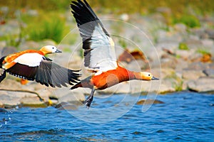 Ruddy shelduck, Tadorna ferruginea known in India as the Brahminy duck photo