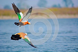 Ruddy shelduck, Tadorna ferruginea known in India as the Brahminy duck photo