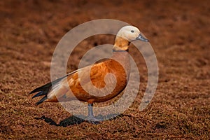 Ruddy shelduck, Tadorna ferruginea, known in India Brahminy duck. rare endemic bird from Bale Montains NP in Ethiopia. Two birds,