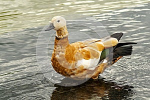 The ruddy shelduck Tadorna ferruginea is a member of the family Anatidae. It`s a waterfowl. Beautiful young ruddy shelduck stand