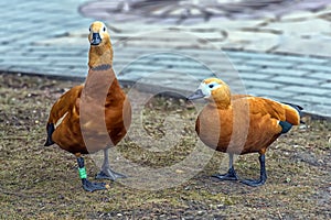 Ruddy shelduck - Tadorna ferruginea