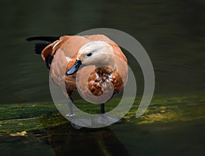 Ruddy shelduck Tadorna ferruginea standing in the water