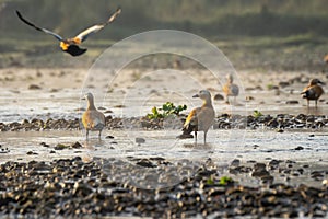 Ruddy Shelduck or Tadorna ferruginea Standing in Water