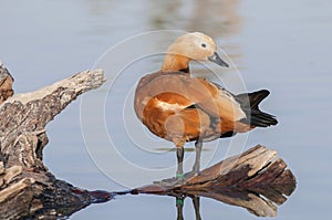 The ruddy shelduck Tadorna ferruginea swimming at an oasis lagoon Al Qudra Lakes in the desert in the United Arab Emirates in