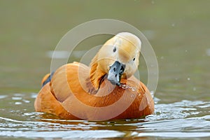 Ruddy shelduck (tadorna feruginea)