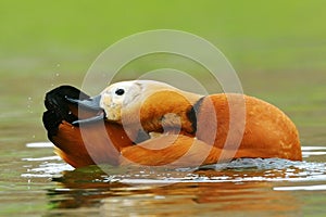 Ruddy shelduck tadorna feruginea on the lake