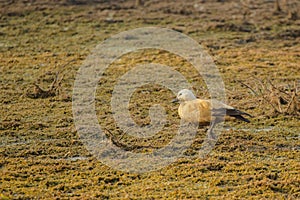 Ruddy Shelduck Walking in Mud