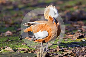 Ruddy shelduck v zimě