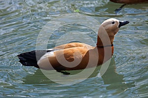 Ruddy shelduck & x28;Tadorna ferruginea& x29;