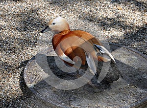 Ruddy Shelduck