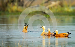 Ruddy Shelducks fishing