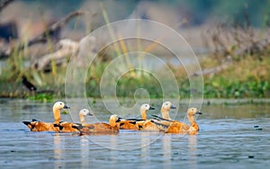 Ruddy Shelducks by the pond