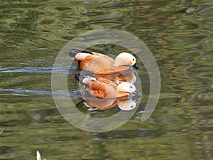 Ruddy Shelducks (Tadorna ferruginea) in action