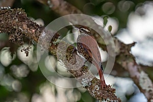 Ruddy Treerunner - Margarornis rubiginosus