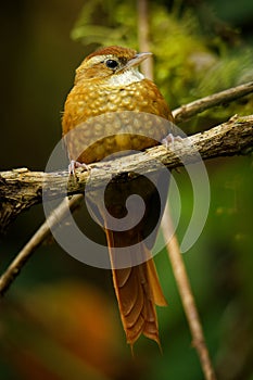 Ruddy Treerunner - Margarornis rubiginosus a passerine forest bird which is endemic to the highlands of Costa Rica and western