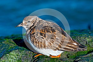 Ruddy Turnstone