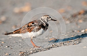 Ruddy Turnstone