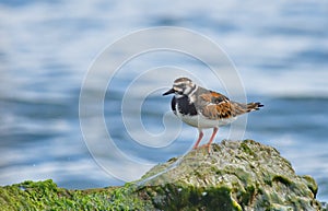 Ruddy Turnstone Arenaria interpres