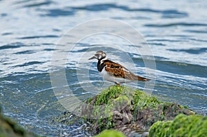 Ruddy Turnstone Arenaria interpres