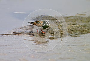 A ruddy turnstone Arenaria interpres