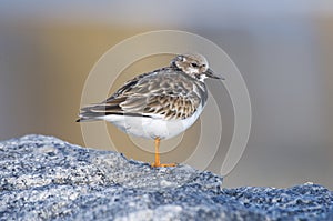 Ruddy Turnstone, Arenaria interpres