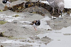 Ruddy turnstone, Arenaria interpres