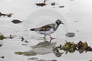 Ruddy turnstone, Arenaria interpres