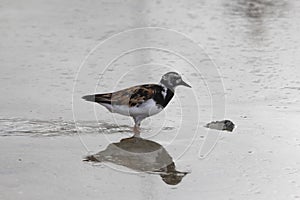 Ruddy turnstone, Arenaria interpres