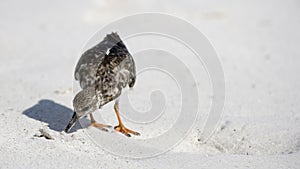 Ruddy Turnstone Arenaria interpres