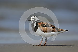 Ruddy Turnstone ( Arenaria Interpres )