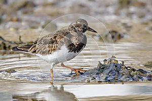 Ruddy Turnstone (Arenaria interpres)