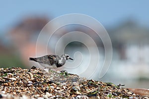 Ruddy Turnstone (Arenaria interpres)