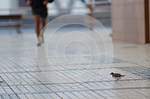 Ruddy turnstone Arenaria interpres in a avenue.