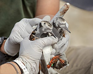 Ruddy turnstone Arenaria interpres being tested and tagged