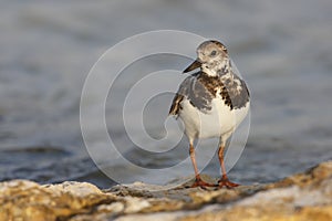 Ruddy Turnstone (Arenaria interpres morinella)