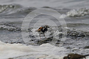 Ruddy Turnstone (Arenaria interpres) in natural habitat