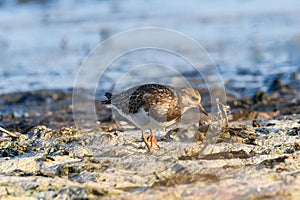 Ruddy Turnstone (Arenaria interpres) in natural habitat