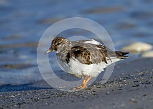 Ruddy Turnstone Arenaria interpres off Barnagate Light, New Jersey