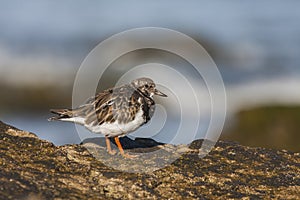 Ruddy Turnstone Arenaria interpres photographed in the Spanish cantabrico