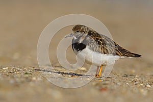 Ruddy Turnstone - Arenaria Interpres - Rola do Mar - bird