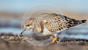 Ruddy Turnstone -  Arenaria interpres - at the sea shore