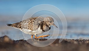 Ruddy Turnstone -  Arenaria interpres - at the sea shore