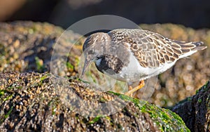 Ruddy Turnstone - Arenaria interpres - at the sea shore