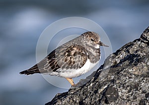 Ruddy Turnstone, Arenaria interpres photo