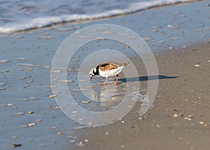 Ruddy Turnstone on Beach