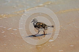 Ruddy Turnstone at Beach