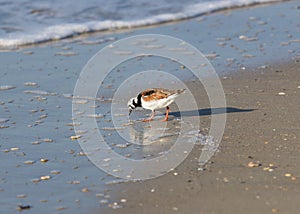 Ruddy Turnstone on Beach