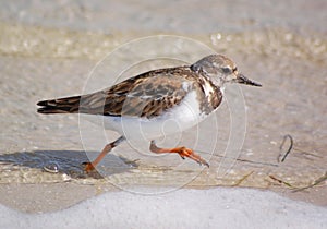 Ruddy Turnstone-Beach Birds