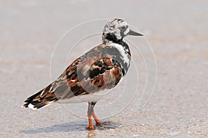 Ruddy Turnstone bird