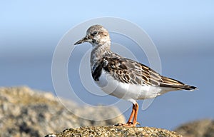 Ruddy Turnstone bird on Hilton Head Island Beach, South Carolina